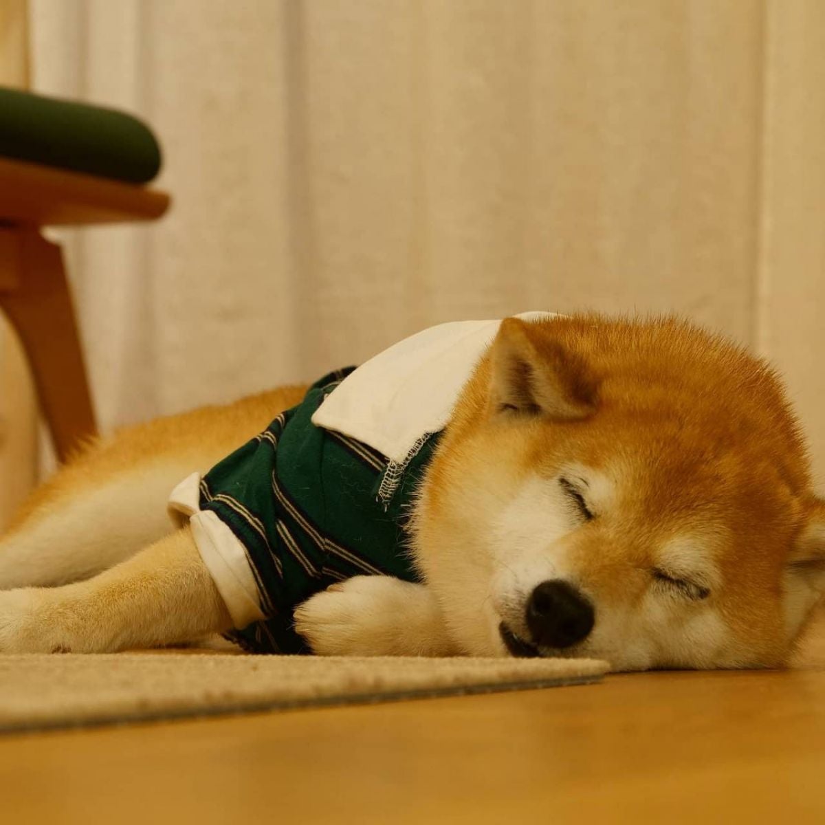 まるで恋物語。アキナ山名、愛犬おまめとの日々 | TBSラジオ