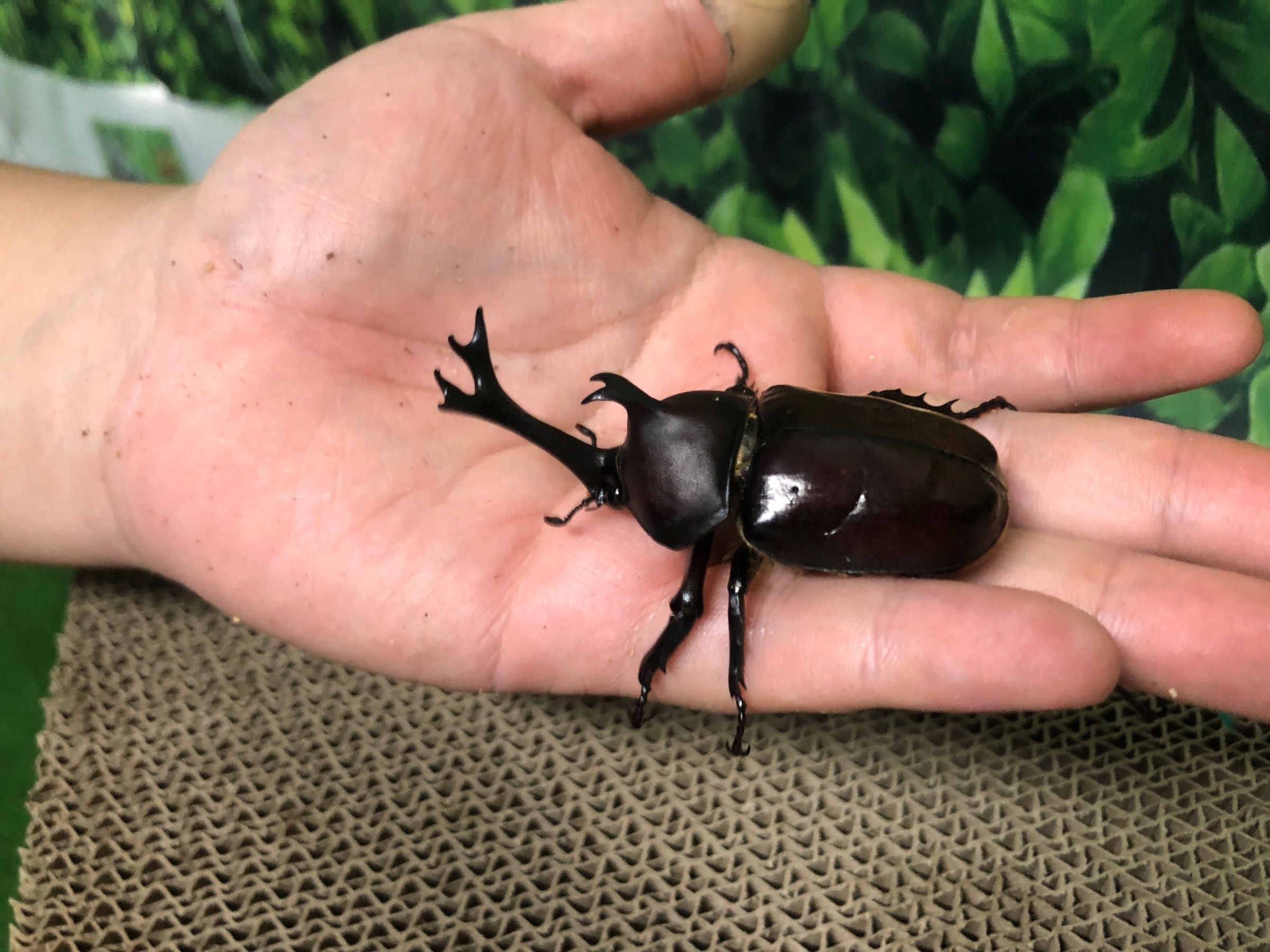 捨てるはずだった廃棄物をエサにしてカブトムシを育てる | TBSラジオ