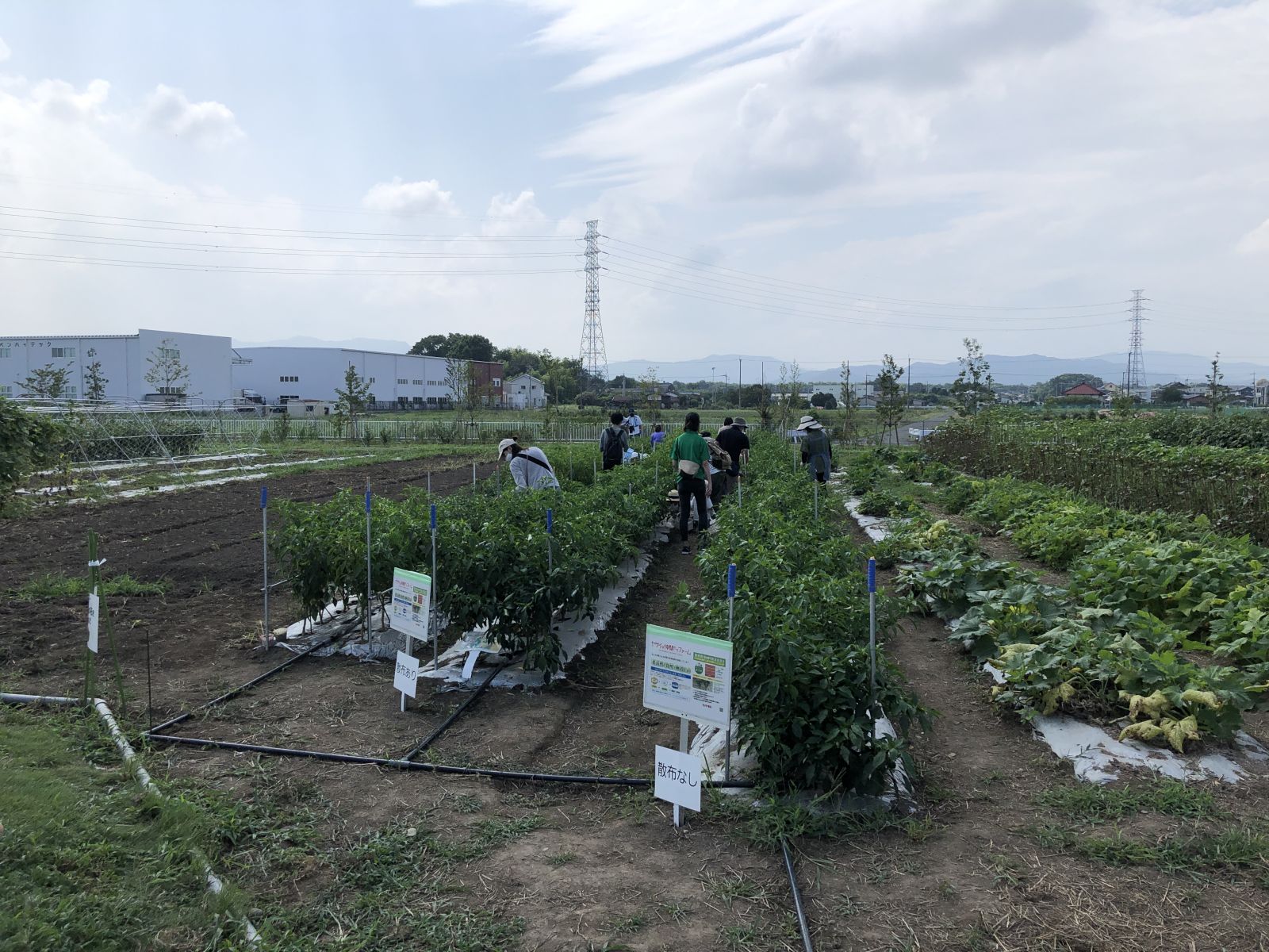 8月31日は 野菜の日 美味しく楽しく野菜を食べる トピックス Tbsラジオ Fm90 5 Am954 何かが始まる音がする