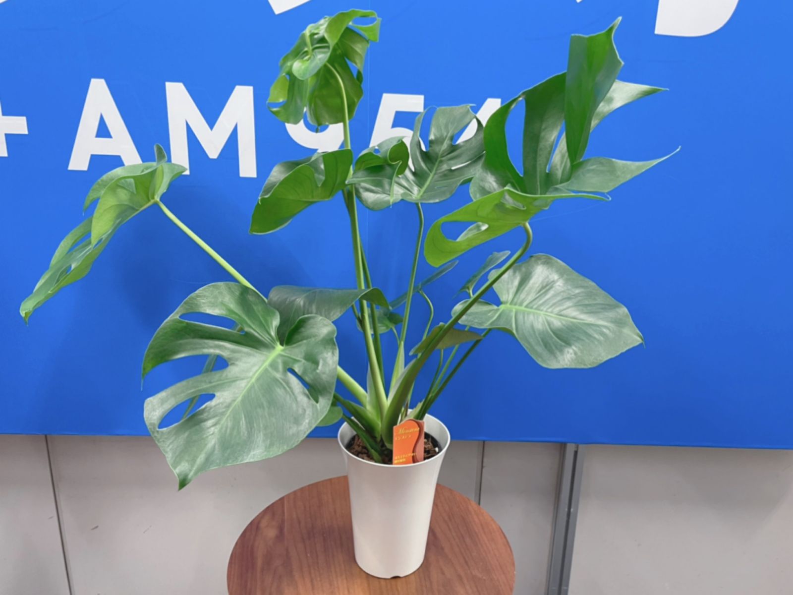 観葉植物ブーム到来 初心者が育てやすい植物は トピックス Tbsラジオ Fm90 5 Am954 何かが始まる音がする