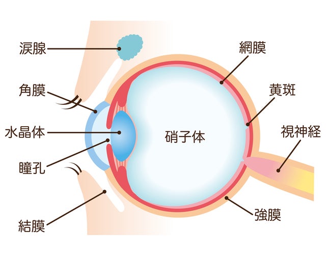 眼微生物事典 |本 | 通販 | Amazon