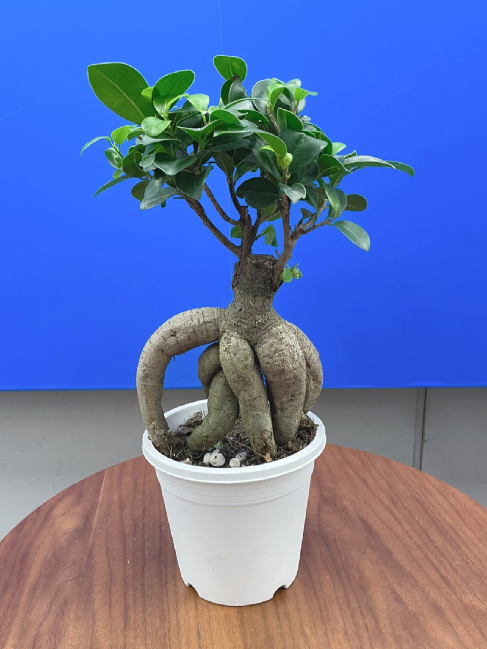 観葉植物ブーム到来 初心者が育てやすい植物は トピックス Tbsラジオ Fm90 5 Am954 何かが始まる音がする