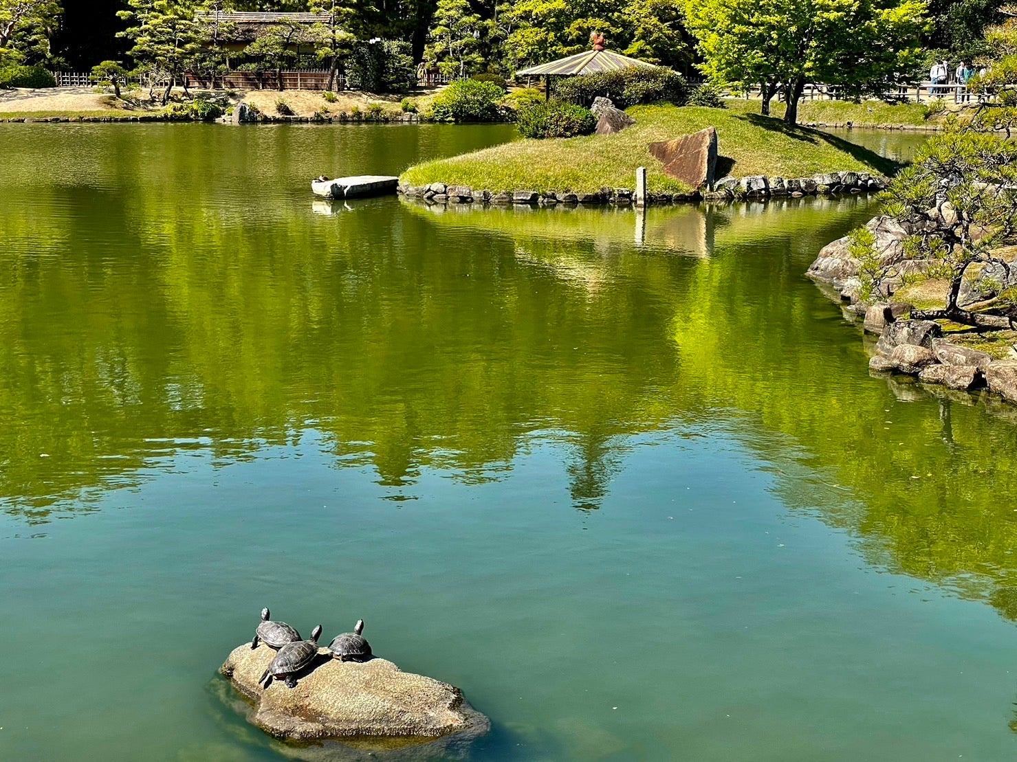 外来種「ミドリガメ」と闘う元船頭。でも、ボランティアじゃ限界