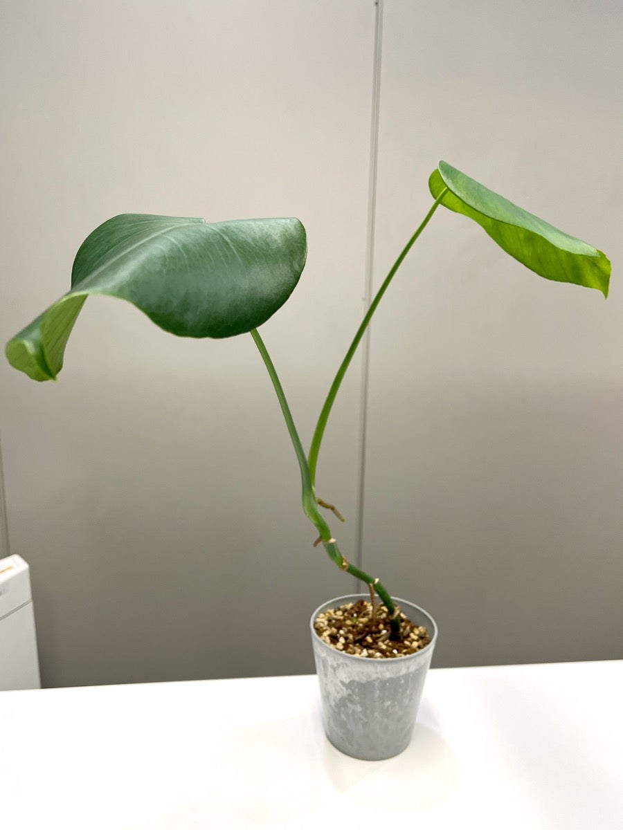 観葉植物に挑戦したい人は、まずはモンステラから！【育てやすい 