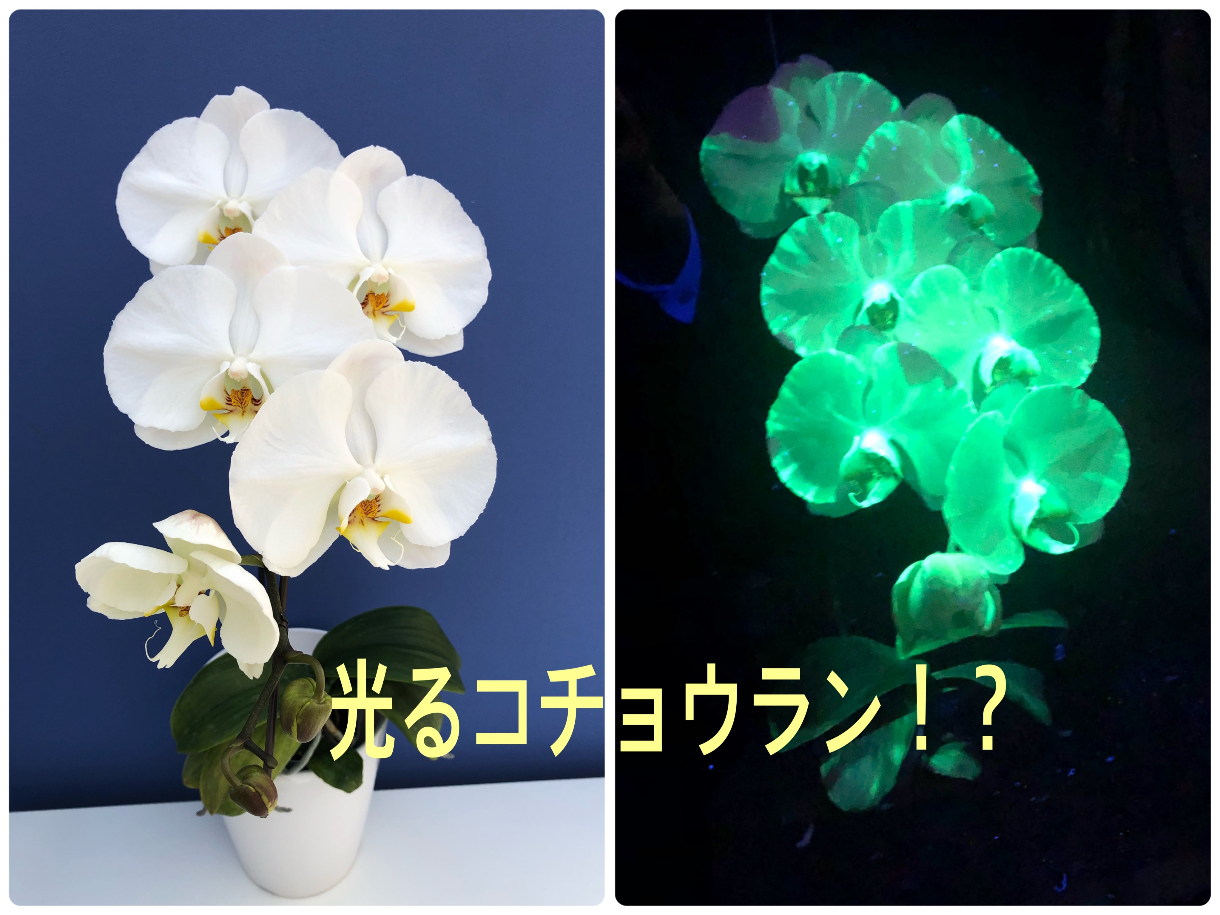 世界初の光るコチョウラン！でも、なんで光らせたの？ | TBSラジオ