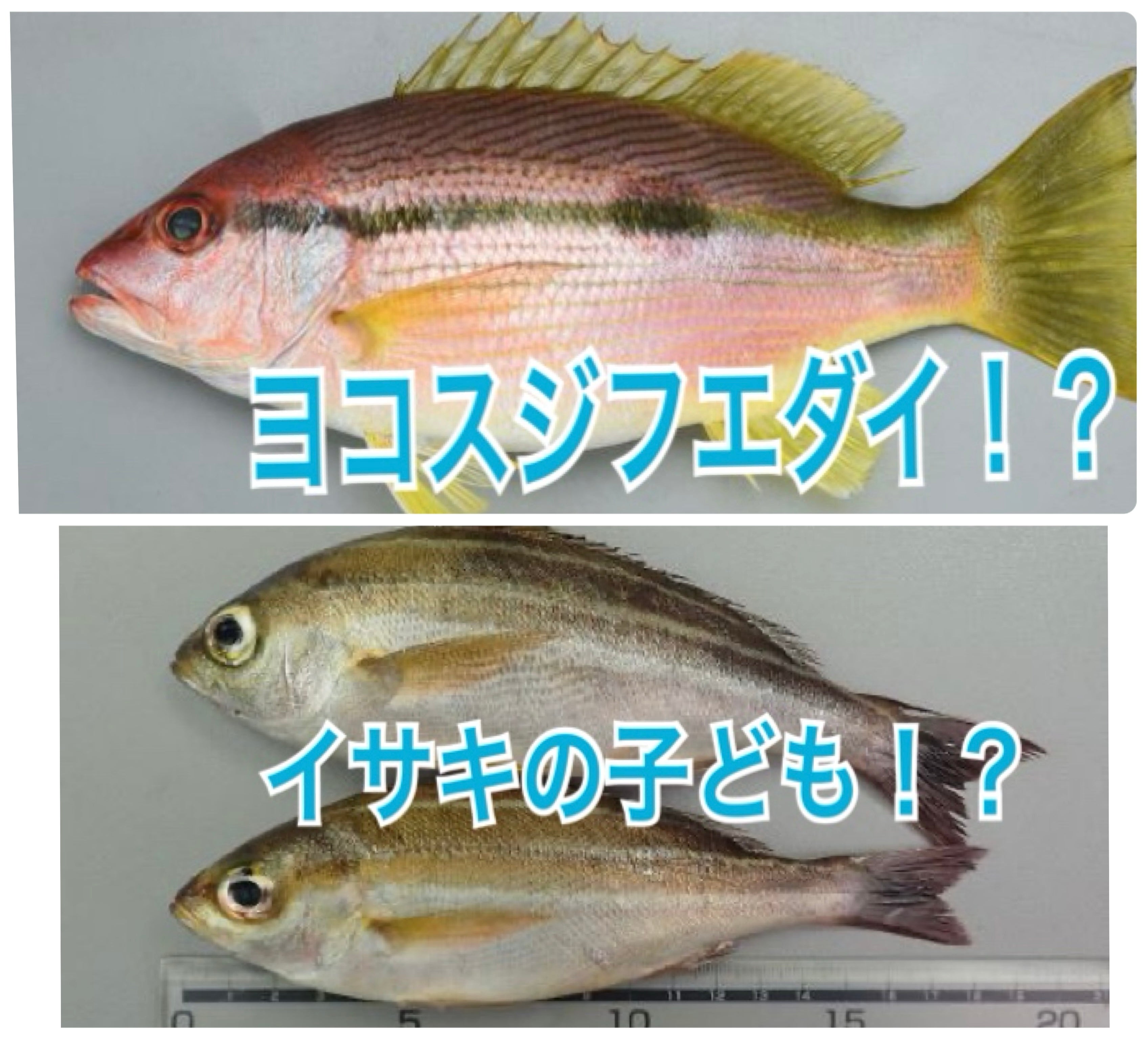 安くて美味しい！まだ知られてないお魚、食べませんか？ | TBSラジオ