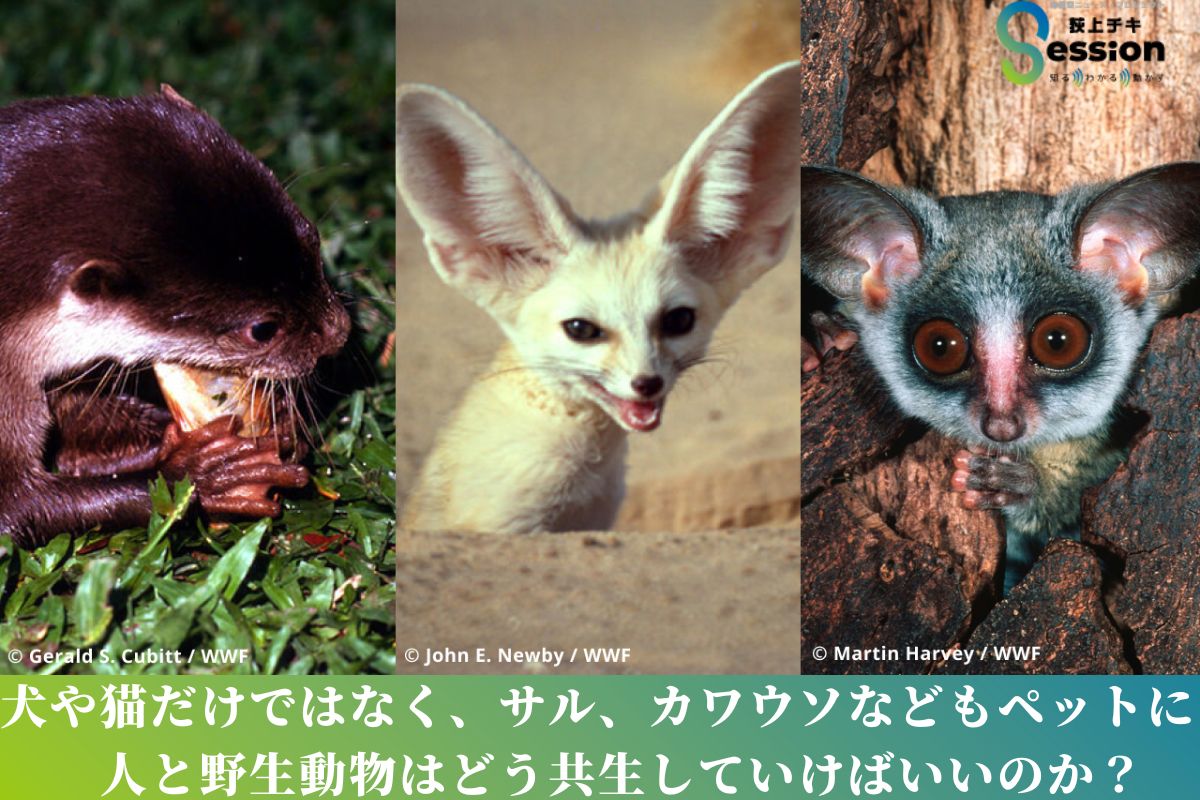ペットと野生動物、人はどう共生していけばいいのか？ | TBSラジオ