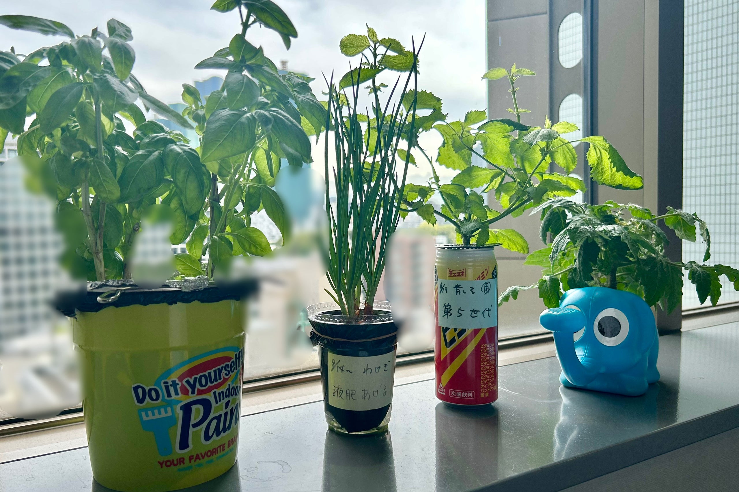 空き缶やフラペチーノのカップなどの身近なもので、室内家庭菜園が