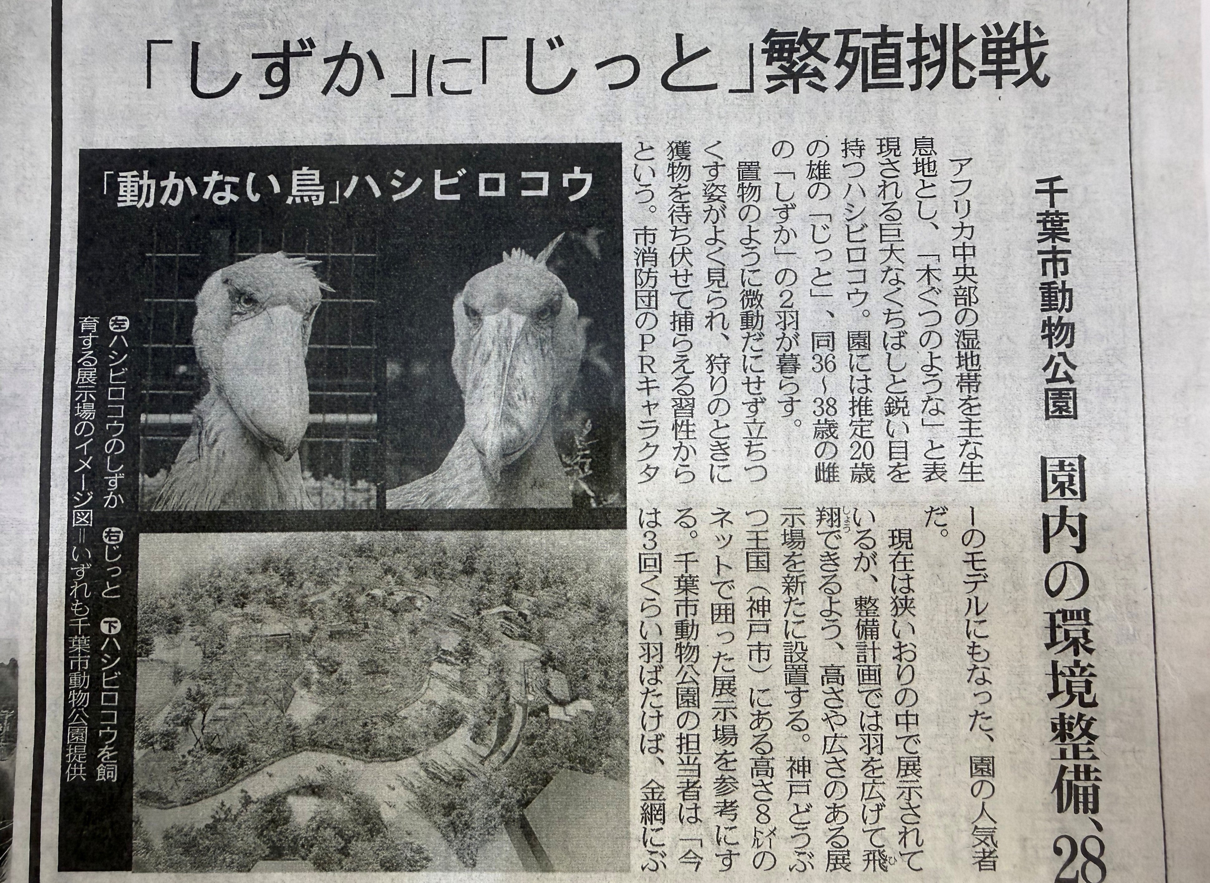 東京新聞紙面連動企画】めざせ！ハシビロコウの繁殖 | TBSラジオ