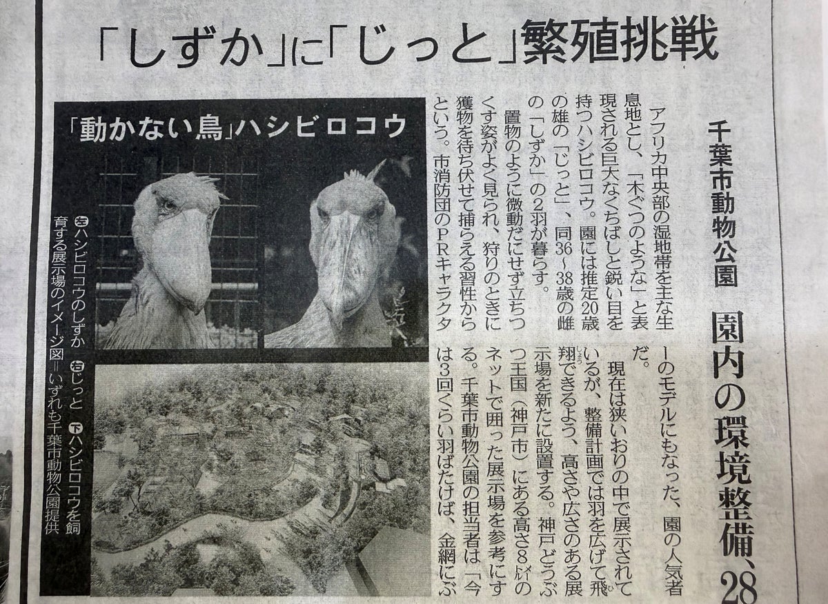 東京新聞紙面連動企画】めざせ！ハシビロコウの繁殖 | TBSラジオ